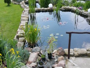 Oczko wodne w ogrodzie – co warto wiedzieć?